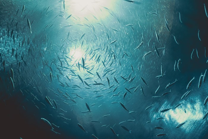 fiskestim.jpg