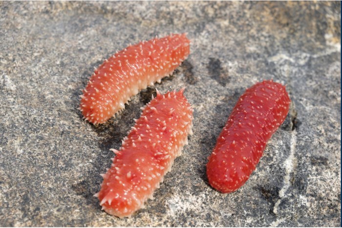 sea cucumber.PNG